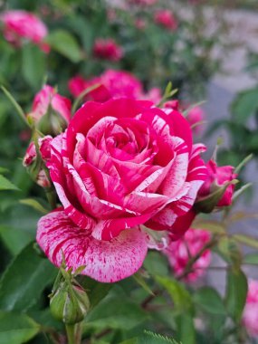 Bahçedeki güzel pembe güller