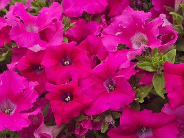 Bahçedeki güzel pembe çiçekler