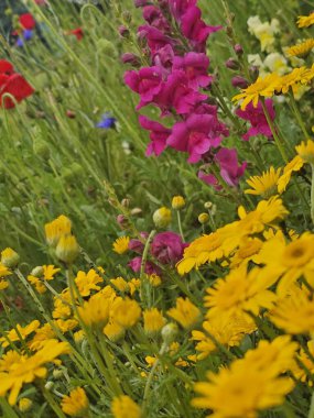 Bahçede renkli çiçekler yakın