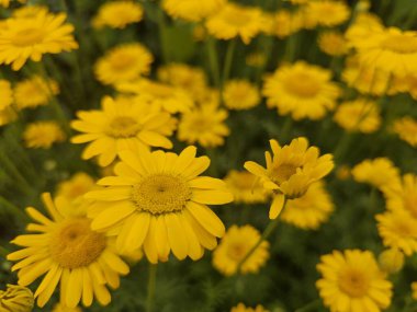 Bahçedeki güzel çiçekler