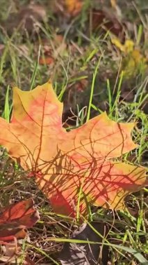 Ormanda sonbahar yaprakları