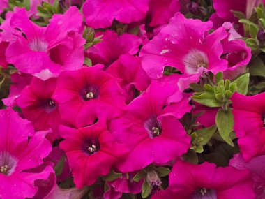 Bahçedeki güzel çiçekler