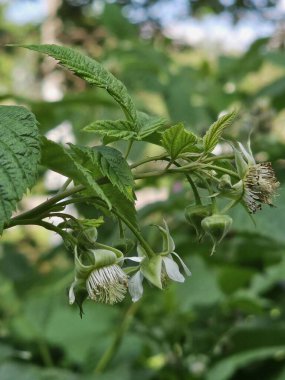 Bahçedeki yeşil bitki