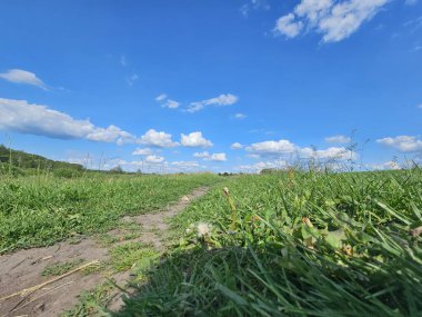Yeşil çayır ve mavi gökyüzü