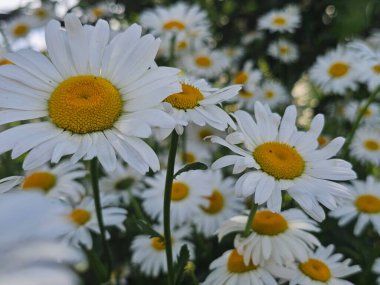 Bahçedeki beyaz papatyalar