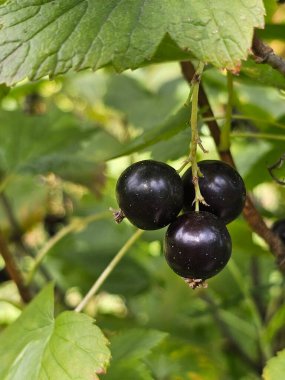 Siyah frenk üzümü yakın.