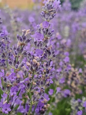 Bahçedeki güzel çiçekler