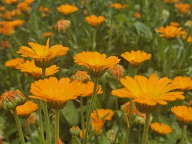 Bahçedeki güzel çiçekler
