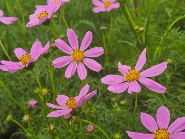 Bahçedeki güzel çiçekler