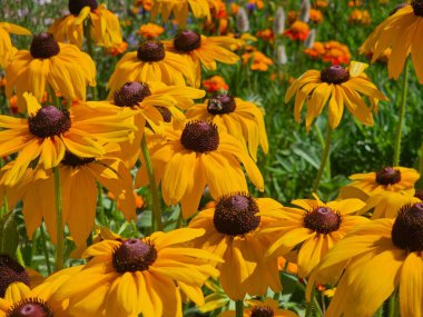 Bahçedeki güzel çiçekler