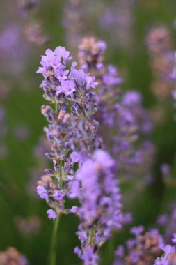 Bahçedeki lavanta çiçekleri