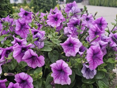 Bahçedeki güzel çiçekler