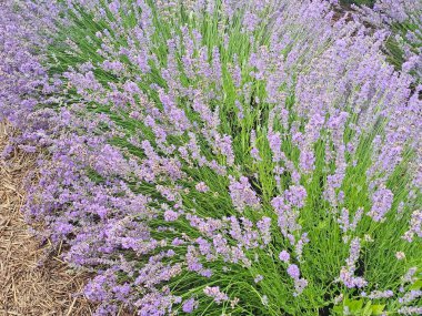 Bahçedeki lavanta çiçekleri