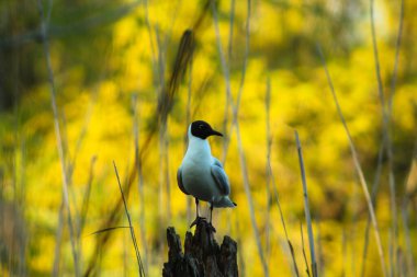 siyah başlı martı bir ağacın dalında