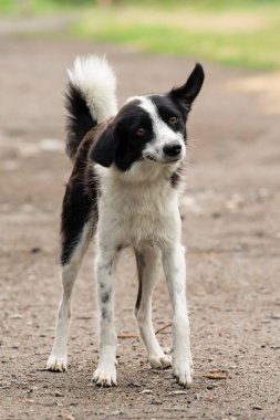 Parkta kenar kömür ocağı