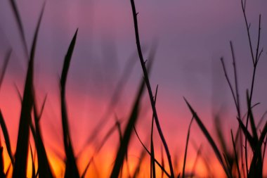 Güneş çimlerin üzerinde parlıyor.