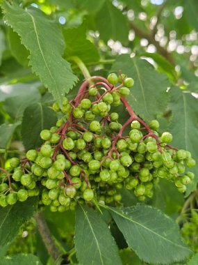 bir ağacın yeşil yaprakları