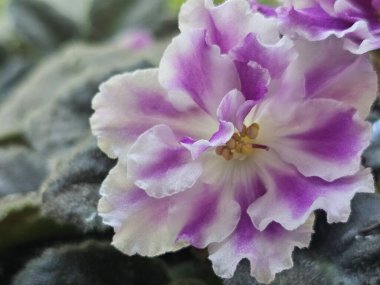 Bahçedeki güzel çiçekler