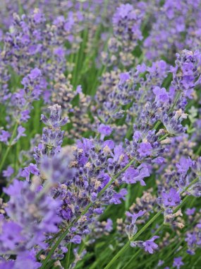 Yazın lavanta tarlası