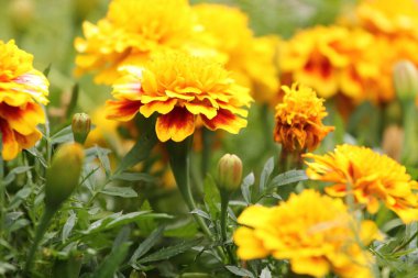 Bahçedeki güzel çiçekler