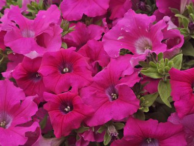 Bahçedeki güzel çiçekler