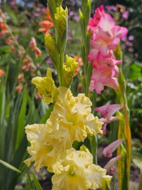 Bahçedeki sarı çiçekler