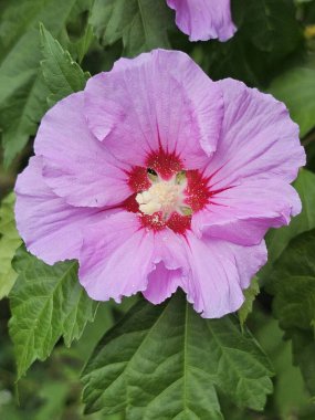 Bahçedeki pembe çiçekler