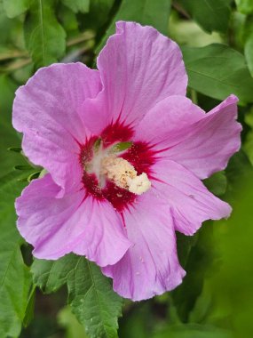 Bahçedeki güzel çiçekler