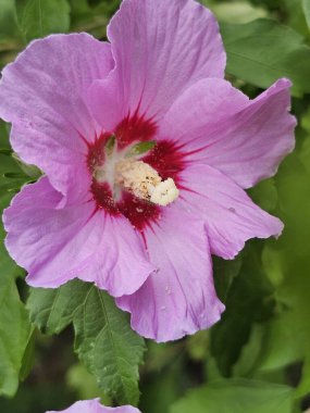 Bahçede Hibiscus çiçeği