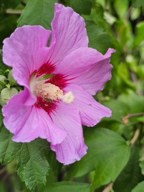 Bahçedeki güzel pembe çiçekler