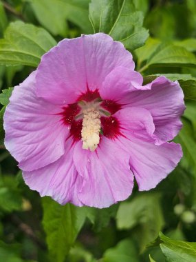 Bahçedeki amberçiçeği çiçeği.