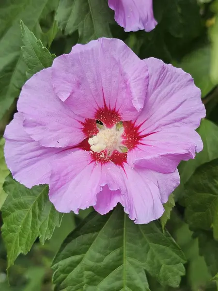 Bahçedeki güzel pembe çiçek