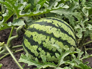 Bahçede taze organik karpuz