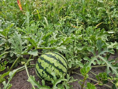 Olgun yeşil karpuz toprakta büyüyor.