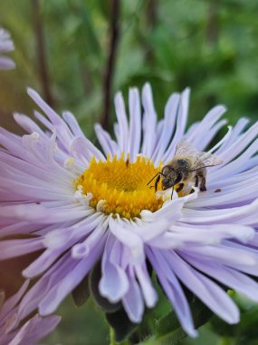Güzel çiçekler, çiçek konsepti