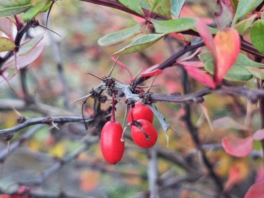 kırmızı böğürtlen