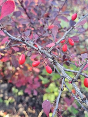 Güzel botanik fotoğrafı, doğal duvar kağıdı.
