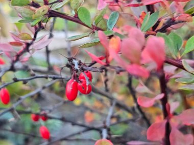 Bir ağacın dalında kırmızı meyveler