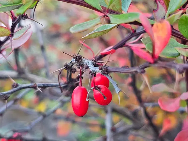 kırmızı böğürtlen