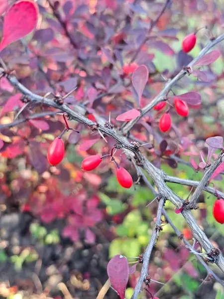 Güzel botanik fotoğrafı, doğal duvar kağıdı.