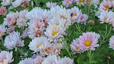 Bahçedeki güzel çiçek