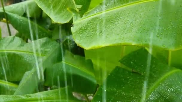 ジャマイカの緑のバナナの木の葉の降雨のビデオショット — ストック動画
