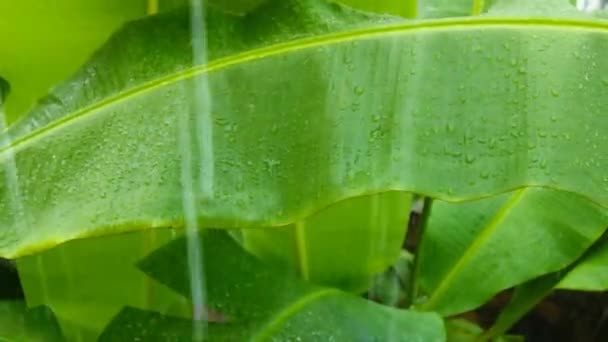Jamaika Daki Yeşil Muz Ağacı Yapraklarına Düşen Yağmur Görüntüsü — Stok video
