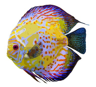 Discus Cichlid Fish, Symphysodon, Tatlı Su Akvaryumu Hayvan İllüstrasyonu