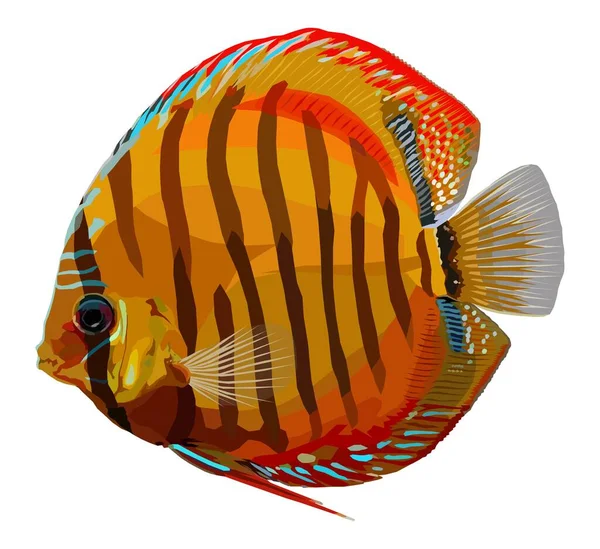 Orange Discus Cichlid Fish, Symphysodon, Tatlı Su Akvaryumu Hayvan Resimleri