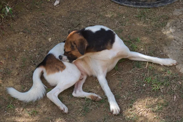Bu köpek evcil hayvanın ağzıyla kendini tırmaladığı bir fotoğraf.. 