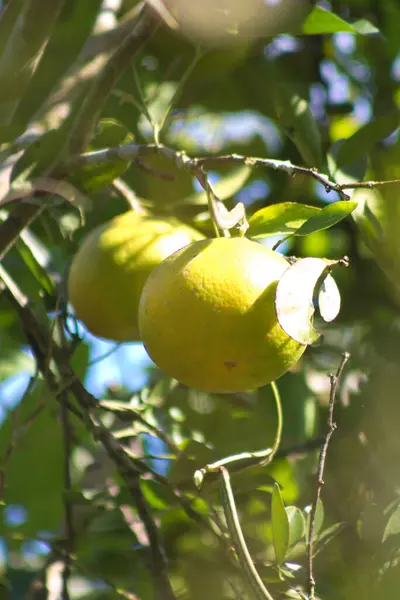 Bu, ağaçtaki yeşil yapraklı mandalina meyvelerinin fotoğrafı.. 