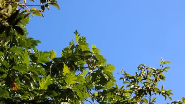 Dit Een Video Van Tropische Groene Bladeren Tegen Blauwe Lucht — Stockvideo