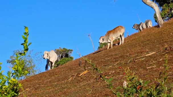 Αγελάδες Που Στέκονται Στην Πλαγιά Του Λόφου Μια Ηλιόλουστη Μέρα — Αρχείο Βίντεο