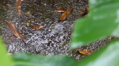 Kuru yaprakların arasına düşen yağmur damlaları